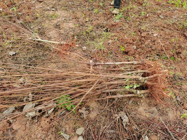 大红袍李子苗，大红袍李子苗安微可以种植吗（大红袍李子苗大棚管理技术）