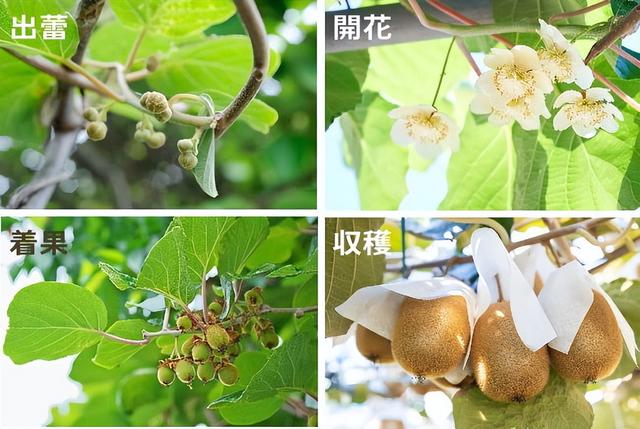 猕猴桃成熟季节是几月份，野生猕猴桃根抗肿瘤偏方（以及培育大果的巧）