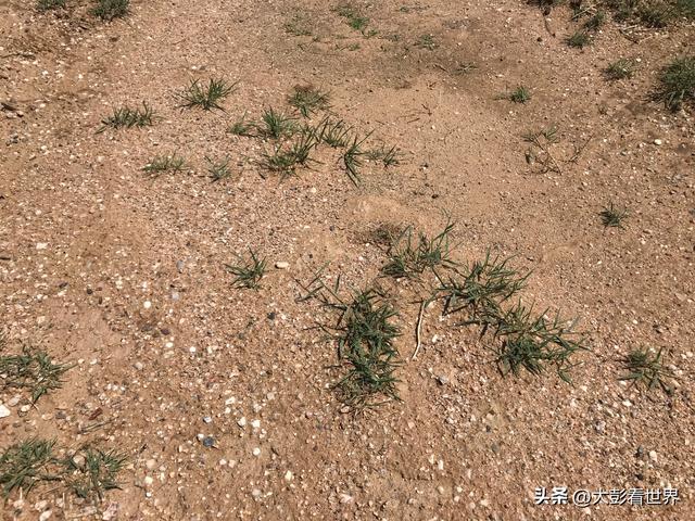 腾格里沙漠攻略，腾格里沙漠旅游攻略（见过腾格里沙漠的一年四季吗）