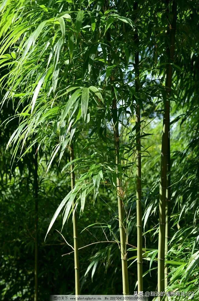 竹子的海洋,精美护眼手机壁纸美图