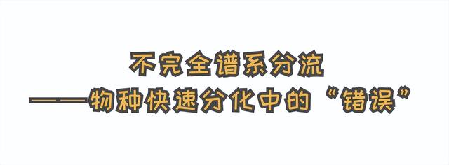 为什么袋鼠只分布在少数地区，袋鼠主要生活在什么地区（“长得像”澳洲的袋鼠）