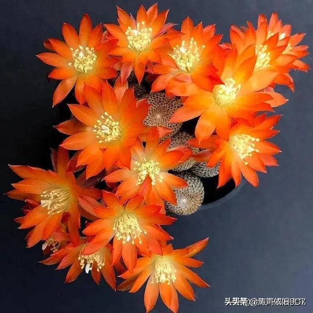 子孙球的风水学应用-子孙球在家居中的作用，子孙球寓意（分享—子孙球开花图片大全）