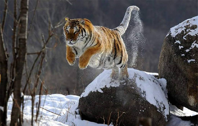 雪地裡的動物圖片,雪地裡可愛的動物(