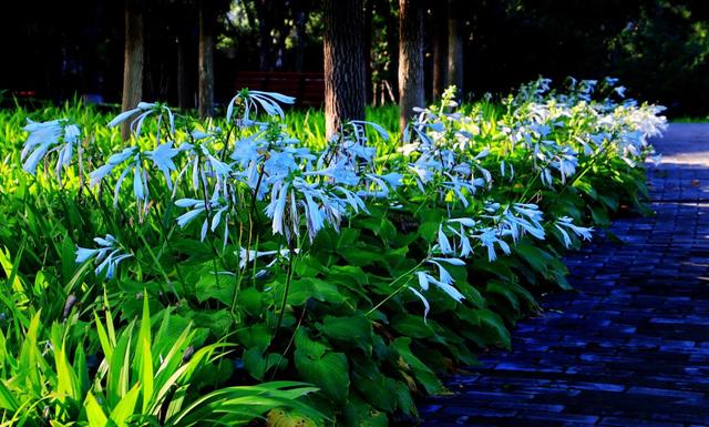 冬天种什么花好养活，冬天什么花好养活北方室内（冻不死的花草清单）