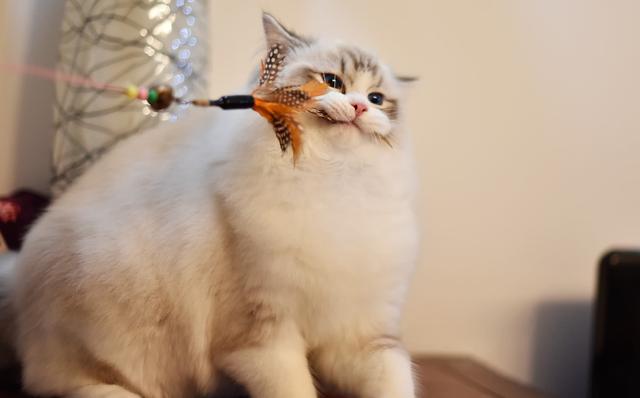 布偶猫的重点花色是有什么特点，布偶猫花色傻傻分不清楚