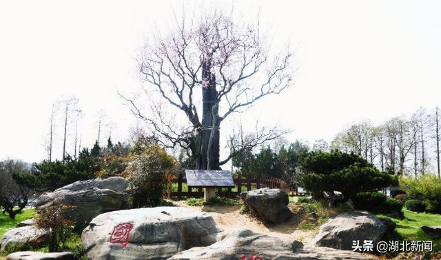 武汉市花是什么，武汉什么花是市花（三月的湖北全是花花花花花花）