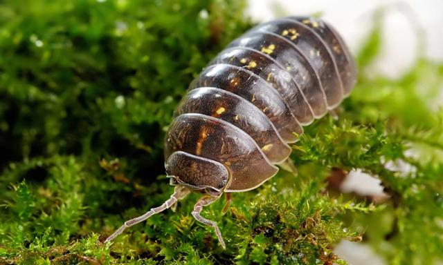 昆虫类有哪些动物，昆虫的天敌有哪些动物（农村常见的十二种虫子）