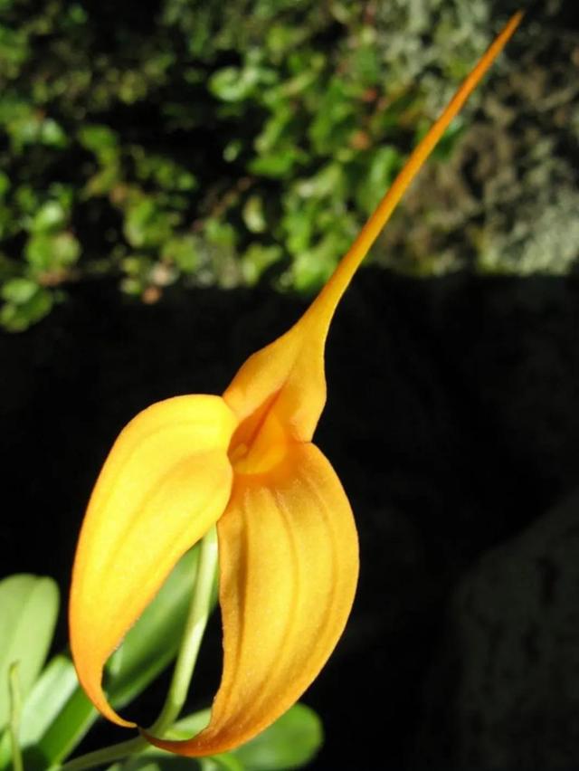 鲜花的花语和花的数目的寓意，鲜花数量的寓意（100种迷人的“数字花”）