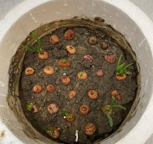 种植小葱技巧，用3个简单的小方法