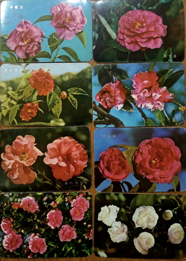 投机倒把是什么年代，投机倒把是哪个年代（上海，那些投机倒把的故事）