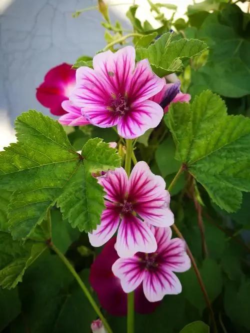 锦葵花寓意，锦葵花花语是什么（小巧精致的锦葵花）