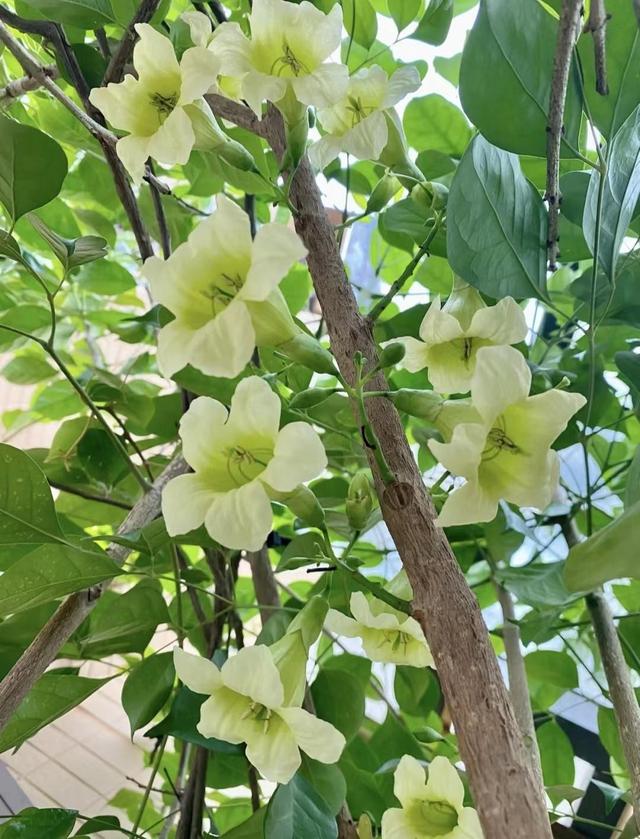 铁树开花的寓意和象征意义，铁树开花寓意和象征意义是什么（老人常说“7树开花）