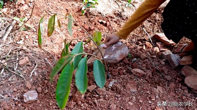种榴莲的方法，手把手教你种植榴莲树