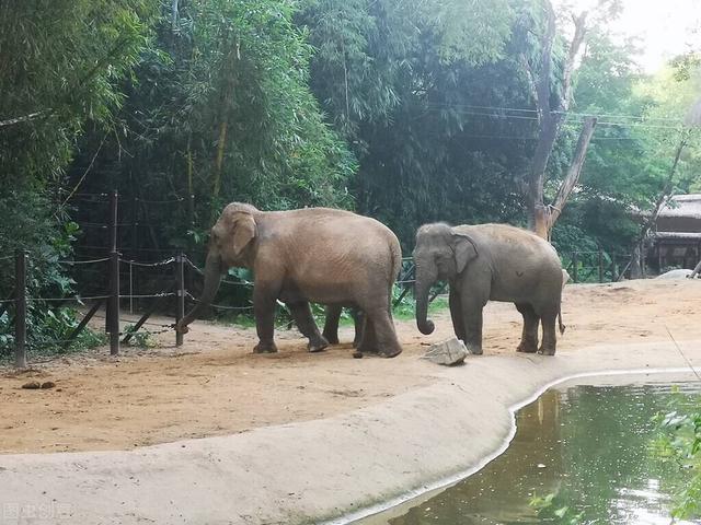 大象的鼻子像什么，大象的鼻子好像什么仿写句子（大象的鼻子有哪些功能）