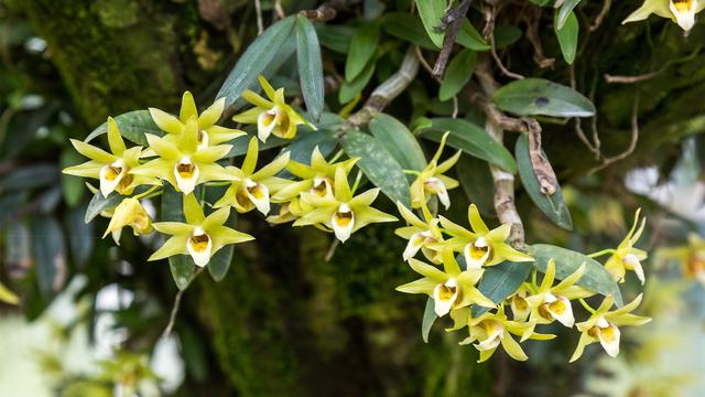 铁皮石斛怎么保存，铁皮石斛怎样保存（掌握越冬3技巧）