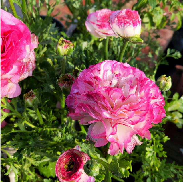 花毛茛如何种植，花毛茛怎么种（比月季还好看、好养）