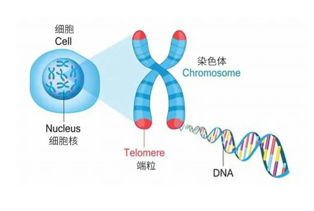 张三丰活了多少岁，张三丰活了多少岁?为什么这样长寿（你的基因不希望你活得那么久）