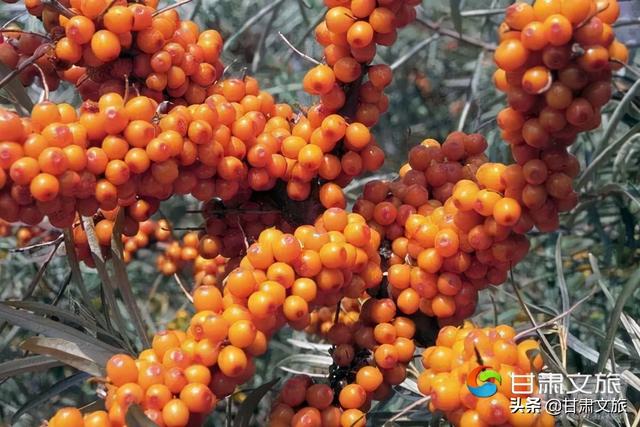 定西有什么特产，甘肃省定西十大特产（定西只有宽粉和土豆）