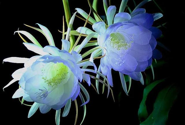 本文关键词:昙花图片 唯美,昙花图片叶子图片,昙花图片大全大图 最美