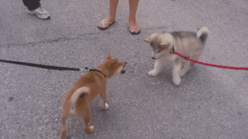 如何养狗狗须知养狗技术分享，狗怎么养殖喂什么食物（新手养狗攻略，看这一篇就够了）