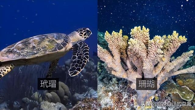 小龙虾属于海鲜类吗，小龙虾是海鲜吗（龙虾：从小龙虾到大花龙）