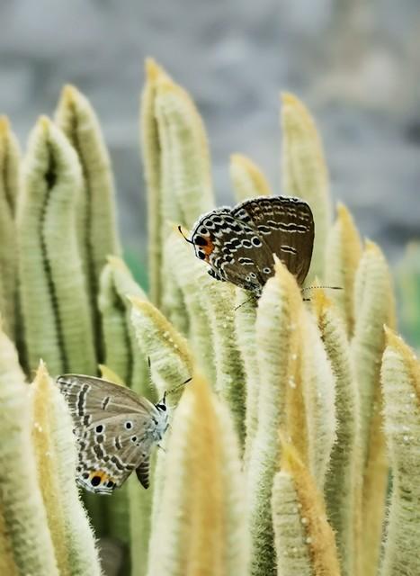 做什么梦说明爱情要来了，什么梦预示真爱到了（爱情魅力追求梦）