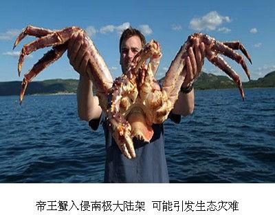 俄罗斯巨型红帝王蟹入侵英国!它究竟是何物种,有何特点?