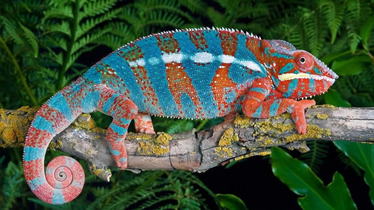 科学家们认为,如果变色龙是为了更好地伪装自己,根据环境来变换颜色