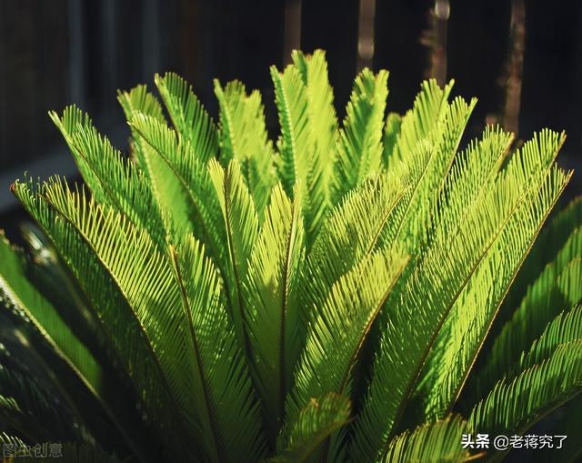 怎样养好吉祥如意花，怎样养好吉祥如意花盆栽（有“吉祥如意”、“长寿富贵”寓意的植物苏铁）