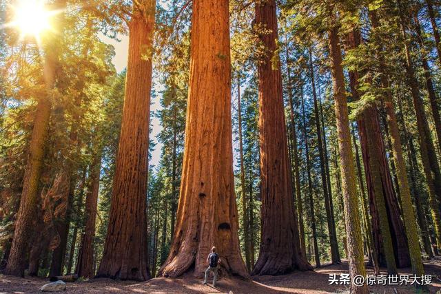 世界上最大的熊，世界上最大的熊是什么熊（25个比你想象中要大的巨物）