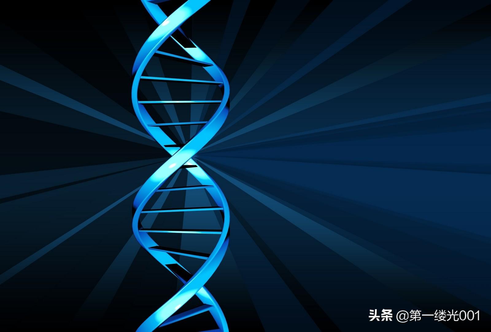 dna结构分子是什么，DNA分子的结构模型