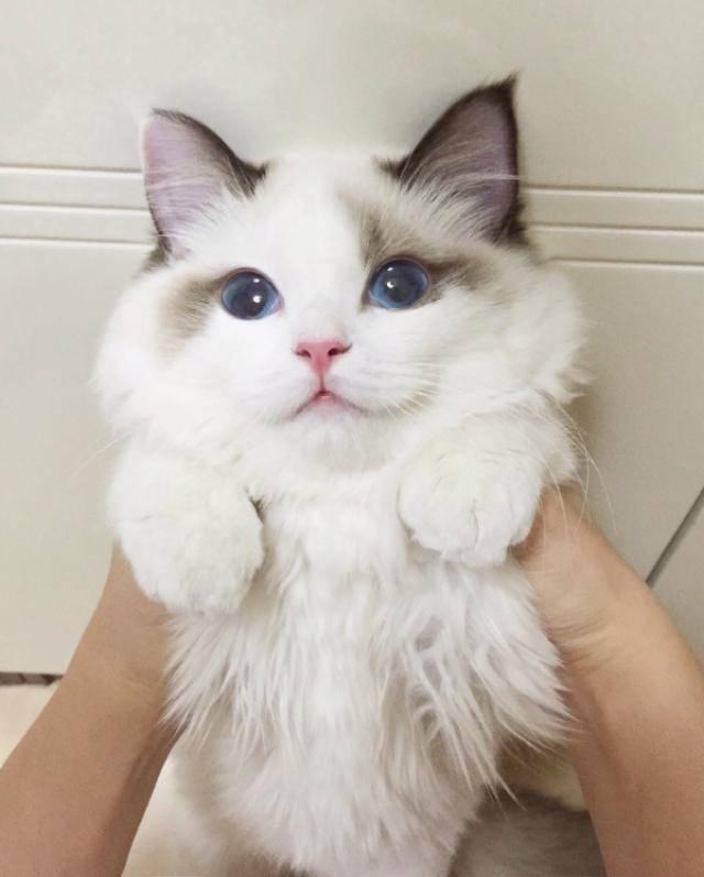 布偶猫的几种性格特征，纯种“布偶猫”的6大特征