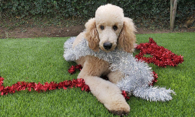 茶杯犬一只多少钱，一只茶杯犬要多少钱（穷人“不欢迎”这几种狗）