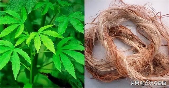 五蠹是哪五个，指的是哪五蠹？之首是儒术吗（中国麻类作物大全）