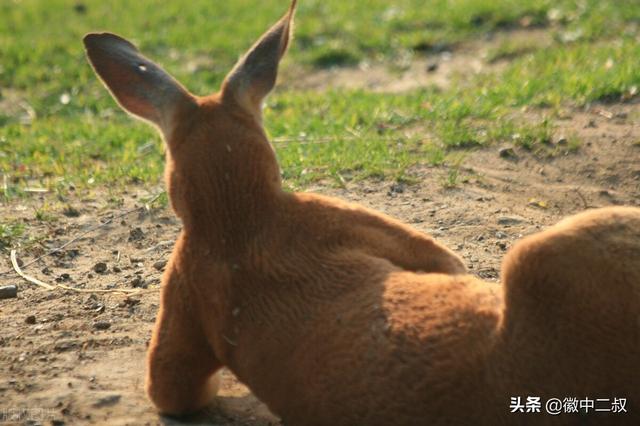 柠檬干是什么梗，2021流行梗、网络用语大盘点