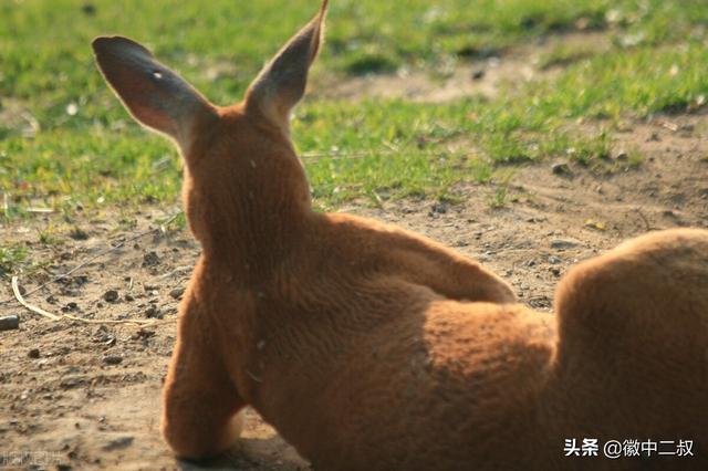 直呼内行什么梗（2021流行梗、网络用语大盘点）