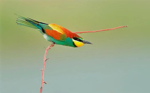 黄喉蜂虎最早什么年代出现的，黄喉蜂虎