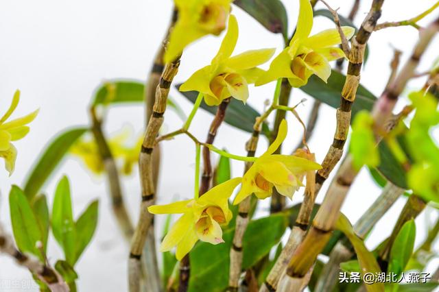 春天的花有哪些，春天21种可以食用的鲜花（一年四季都盛开的花是什么花）