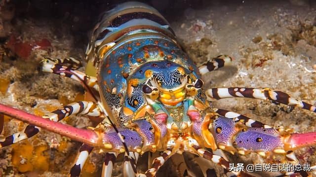小龙虾属于海鲜类吗，小龙虾是海鲜吗（龙虾：从小龙虾到大花龙）