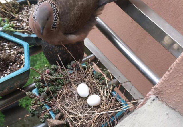 关关雎鸠是成语吗，“关关雎鸠”（为何说吃它的肉会有很大的危害）