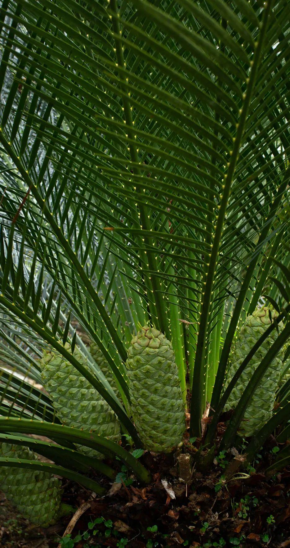 深圳仙湖植物园千年苏铁(苏铁正开花!