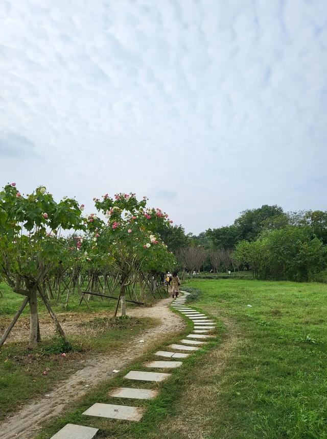 芙蓉花花语，芙蓉花花语知多少（芙蓉花花语）
