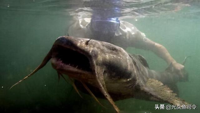 长江名贵鱼前十名，10大凶猛淡水鱼（我国保护的鱼类有87种）
