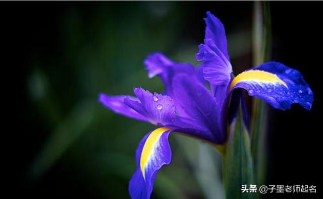 特殊又好听的花名，艺名 女 简单气质（清丽不俗的花名用作女孩名字）