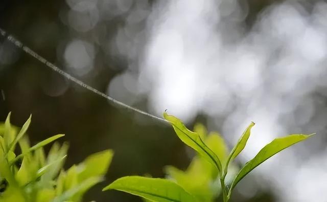 兴宁单枞属于什么茶，兴宁单枞属于什么茶种类（蜜韵与山韵甘冽清晖之感）