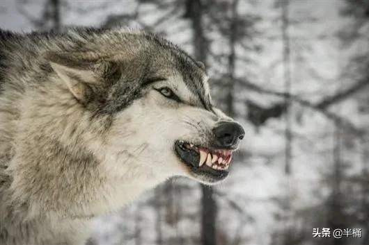 怎么区分狼和狗，狼会把狗当同类吗（成年人能徒手打败狼吗）