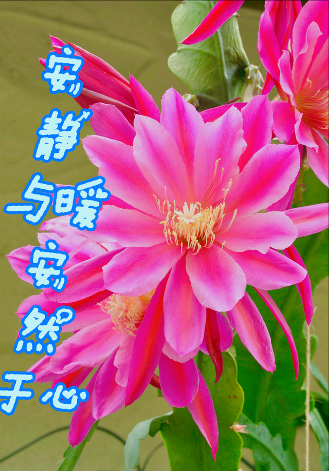 鲜花朋友圈配什么文字，朋友圈晒鲜花配什么文字（愿您寒冬温暖纯良不舍爱）