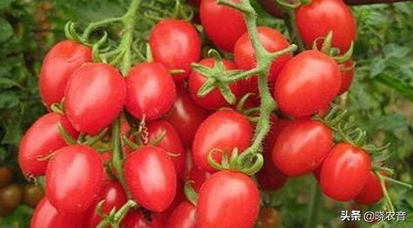 圣女果和西红柿的营养价值一样吗，圣女果的功效与作用和西红柿一样吗（圣女果和西红柿有什么区别）