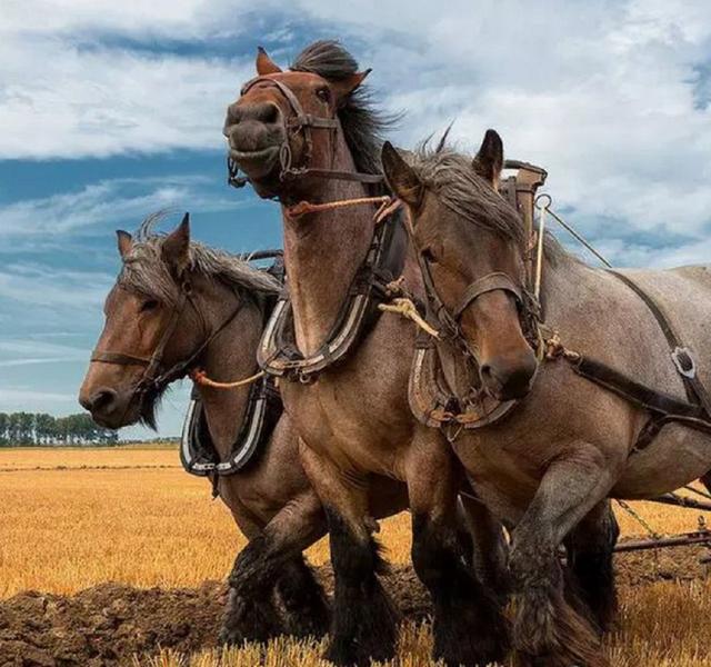 世界十大品种名马，世界上最强的五种马