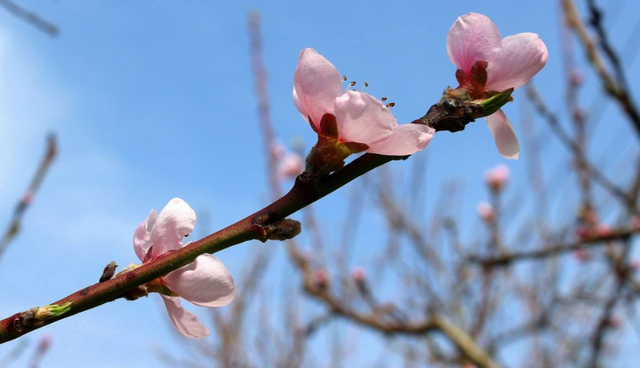 早春的古诗有哪些，描写早春的古诗词大全（满满的温暖和希望）